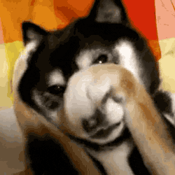 embarrassed dog gif shipping delays